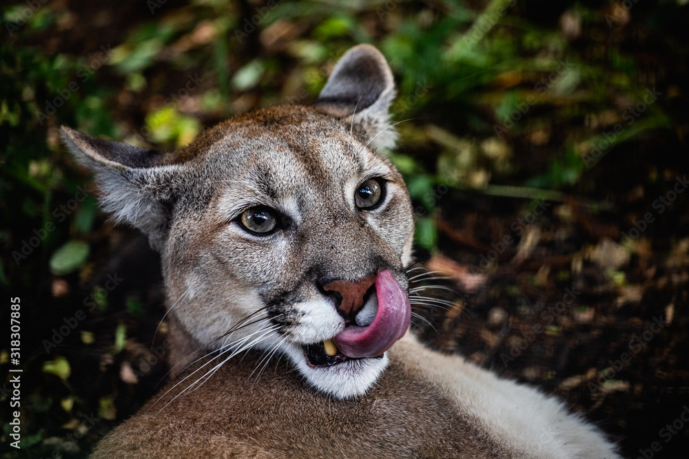 Obraz premium Portrait of Beautiful Puma in wildlife. Cougar, mountain lion, puma, panther. 