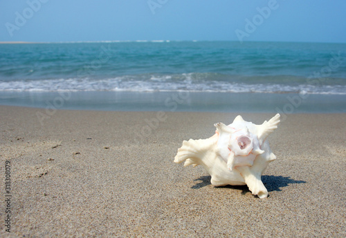 A seashell or sea shell, also known simply as a shell, is a hard, protective outer layer created by an animal that lives in the sea.