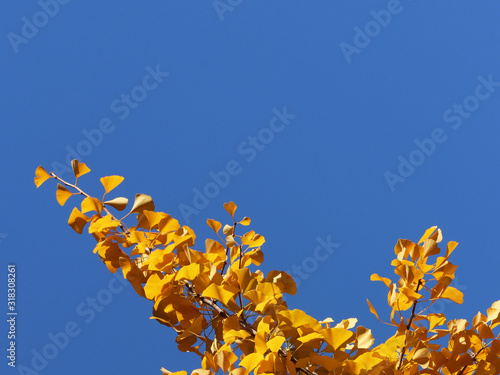Yellow autumn leaves on the branches of a Japanese gingo tree against the blue sky. Copispeses for the inscription. Greeting card with nature