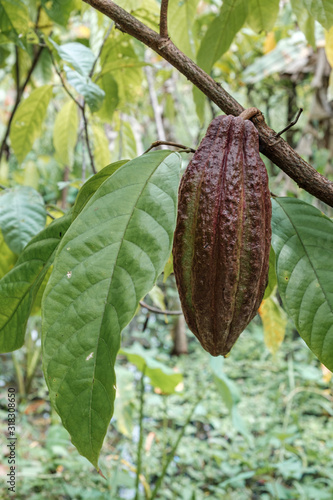 Cocoa fruit ripe in tree in jungle farm before harvest © RubenPH