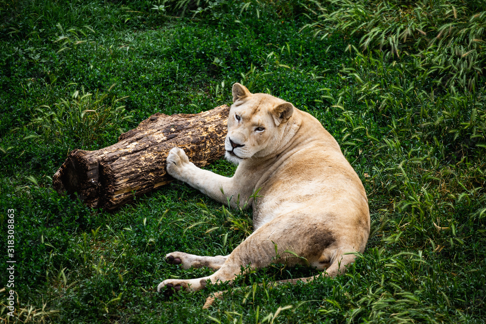 Dangerous Lions fight in safari wildlife Dangerous Lions fight in safari wildlife