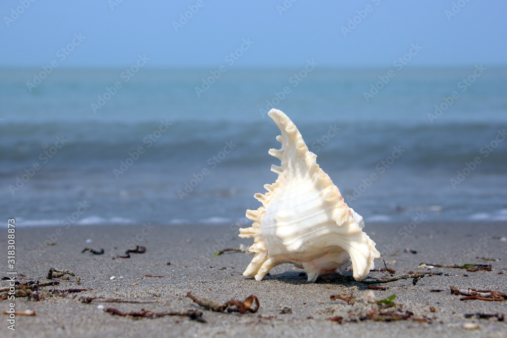 A seashell or sea shell, also known simply as a shell, is a hard, protective outer layer created by an animal that lives in the sea. A seashell or sea shell, also known simply as a shell, is a hard, protective outer layer created by an animal that lives in the sea.