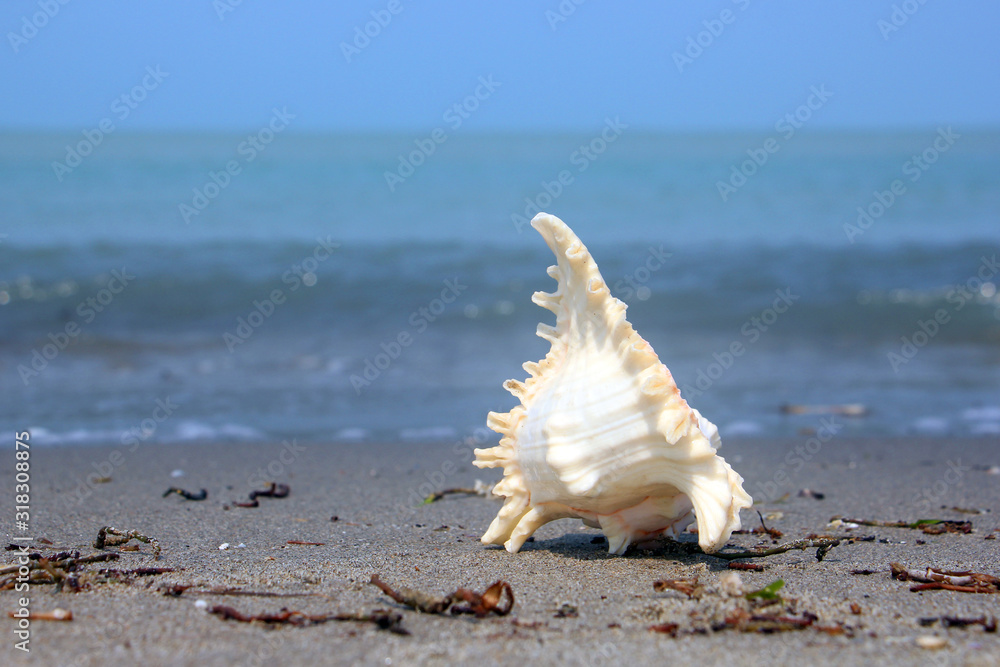 A seashell or sea shell, also known simply as a shell, is a hard, protective outer layer created by an animal that lives in the sea. A seashell or sea shell, also known simply as a shell, is a hard, protective outer layer created by an animal that lives in the sea.