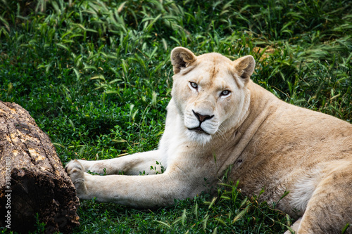 Dangerous Lions fight in safari wildlife