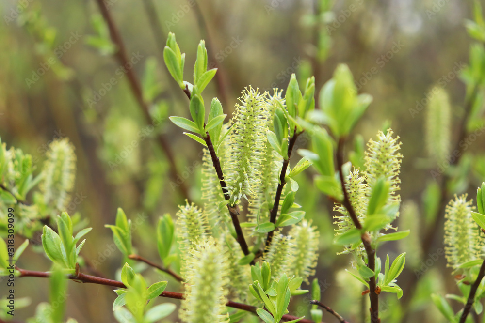 Willow branches with blooming yellow fluffy buds and young green leaves in spring. Selective focus.Awakening of nature
