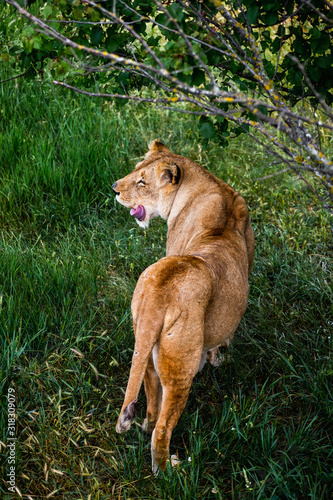 Dangerous Lions fight in safari wildlife
