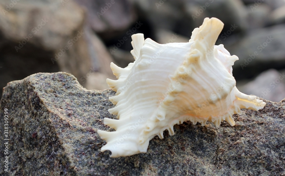 A seashell or sea shell, also known simply as a shell, is a hard, protective outer layer created by an animal that lives in the sea. A seashell or sea shell, also known simply as a shell, is a hard, protective outer layer created by an animal that lives in the sea.