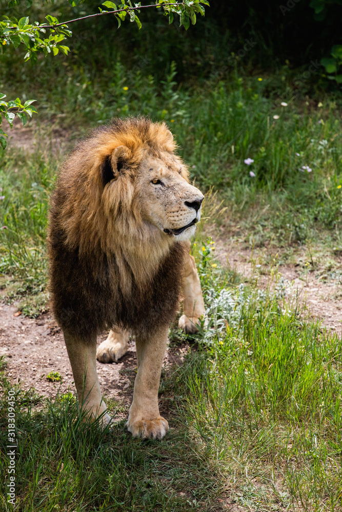 Obraz premium Portrait of dangerous Lion in wildlife. Hunting in the woods
