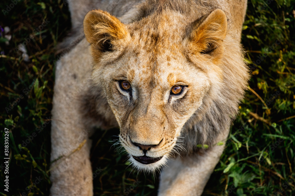 Fototapeta premium Portrait of dangerous Lion in wildlife. Hunting in the woods