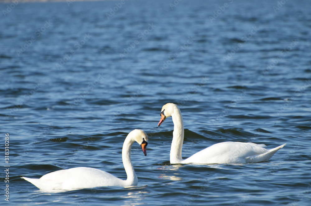 White swans swimming in the river, photo, love symbol White swans swimming in the river, photo, love symbol