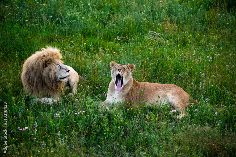 Naklejka premium Lion and lioness in wildlife. Animals family