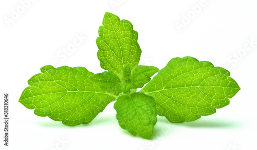 Mint leaves isolated on white background. Close-up.