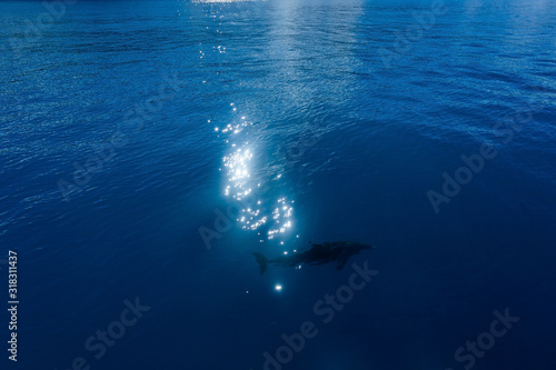 Silhouette of a dolphin in the blue sea, glare of the sun on the water, copy paste, background. © anna1111986