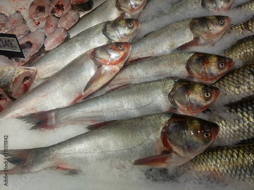 large freshly caught river fish silver carp on the ice surgeries of a supermarket awaiting buyers