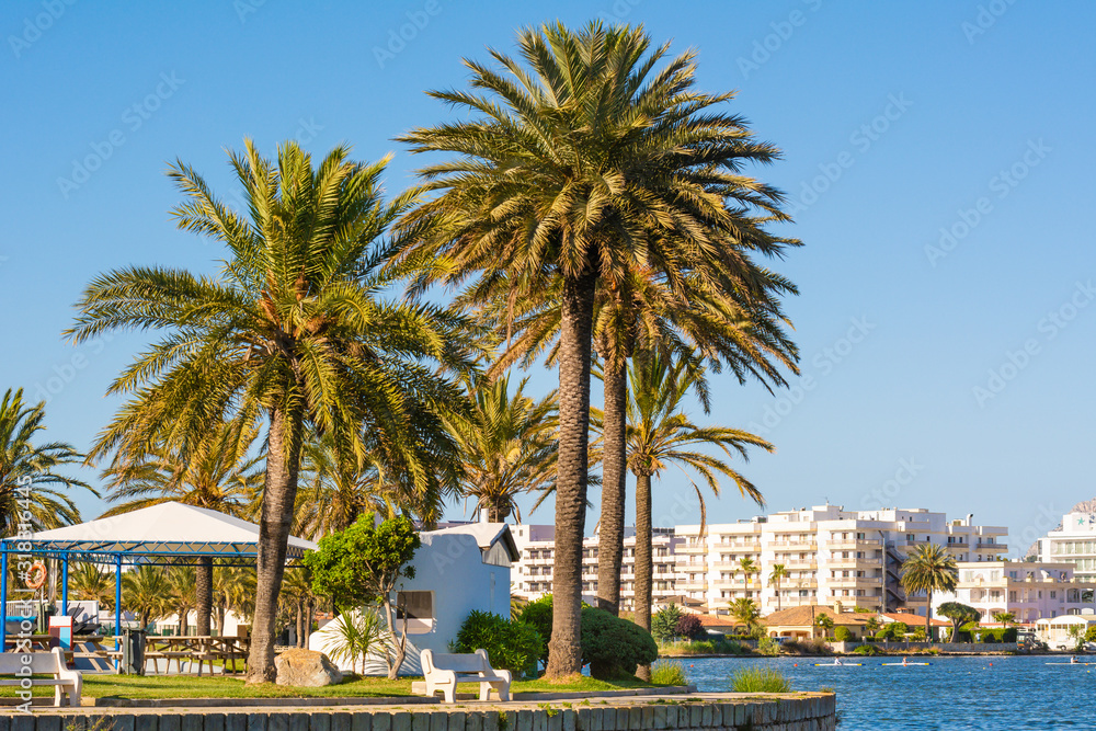 Palm trees in the popular holiday resort of Alcudia on the island of Majorca. Spain