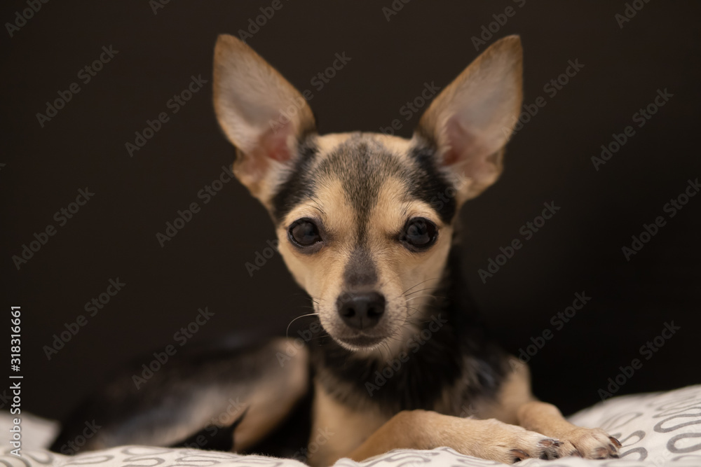 Dog toy terrier with big ears lies looking at the frame Dog toy terrier with big ears lies looking at the frame