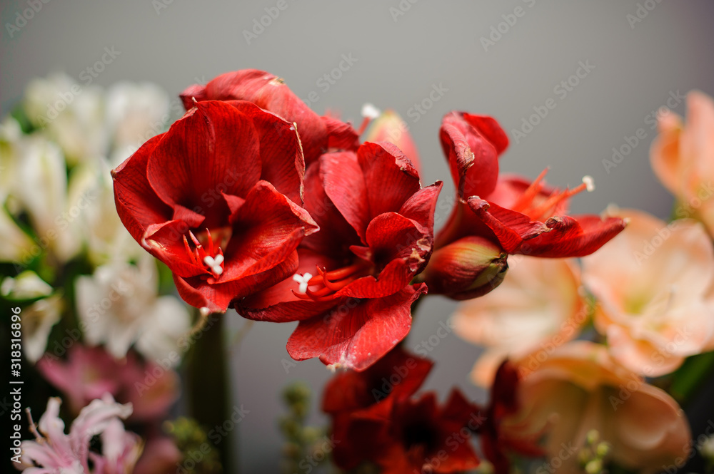 Beautiful red amaryllis flower in the background of white and peach color flowers Beautiful red amaryllis flower in the background of white and peach color flowers