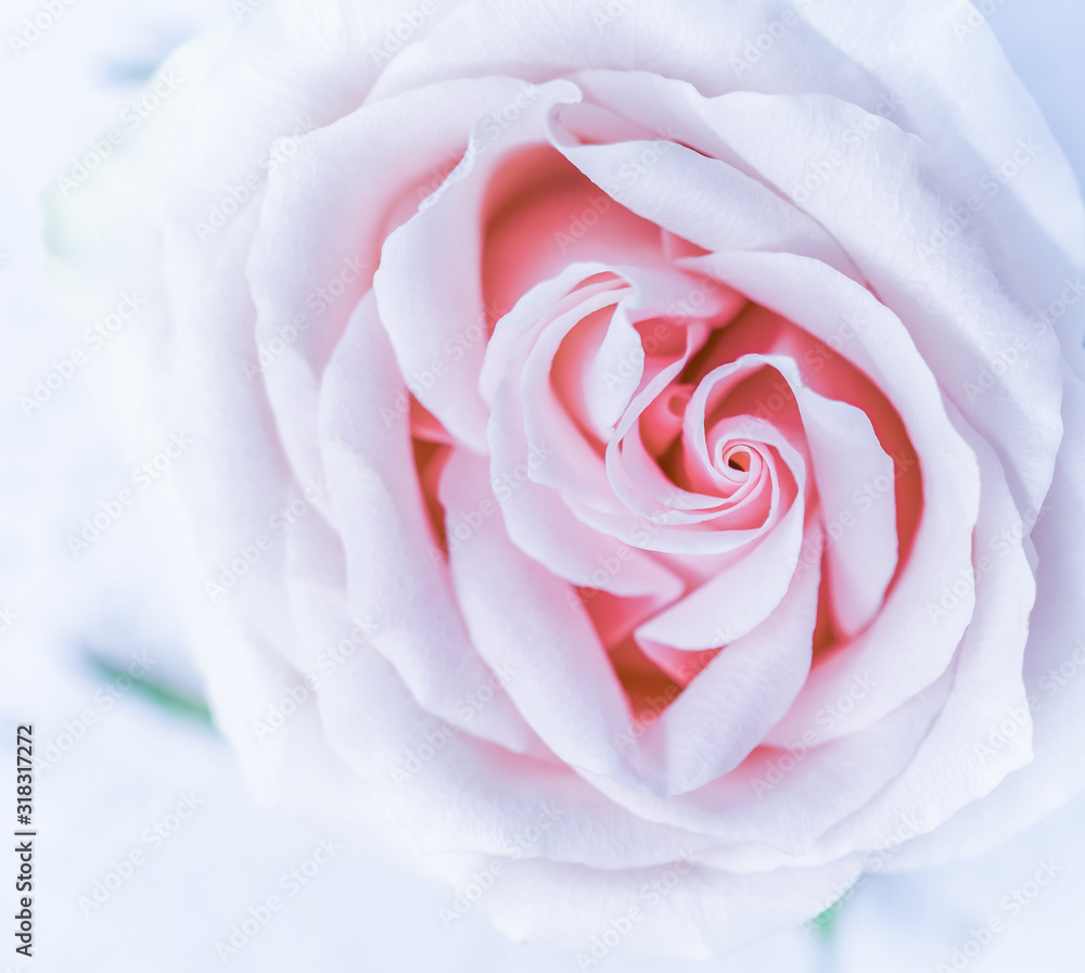 Fototapeta premium Soft focus, abstract floral background, purple rose flower. Macro flowers backdrop for holiday brand design