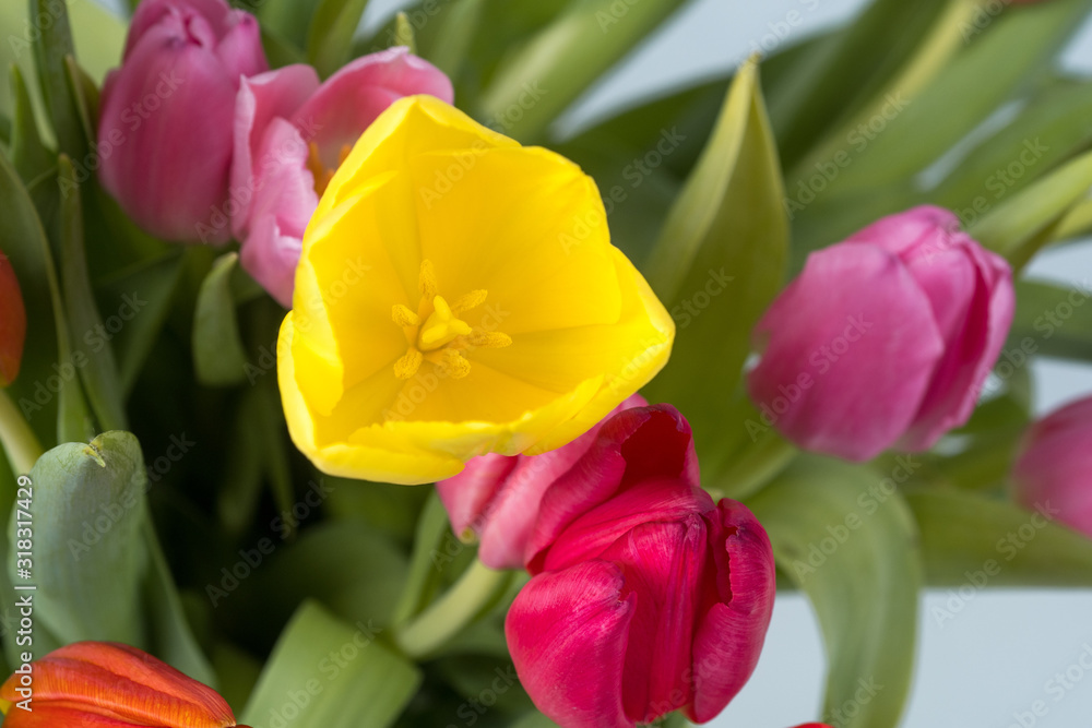 Naklejka premium Bunter Tulpenstrauß
