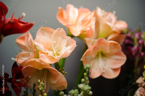 Beautiful peach color amaryllis flowers in the background of red color flower