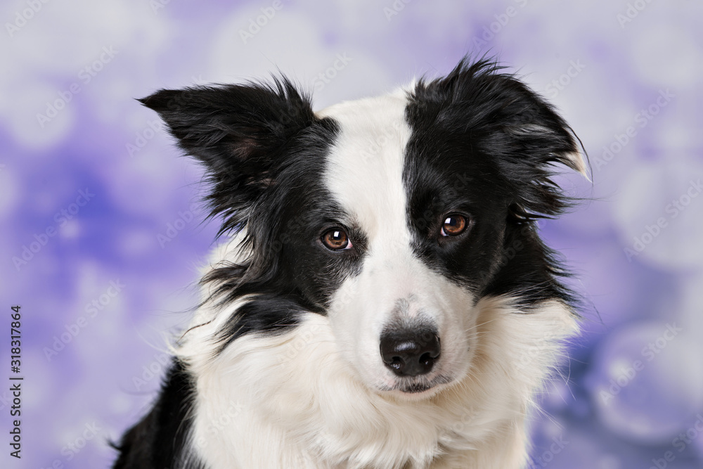 Portrait of a border collie dog on purple background