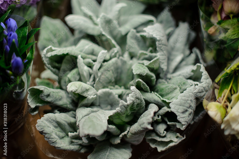 Bouquet of huge pale soft touch green leaves in the transparent wrapping paper Bouquet of huge pale soft touch green leaves in the transparent wrapping paper
