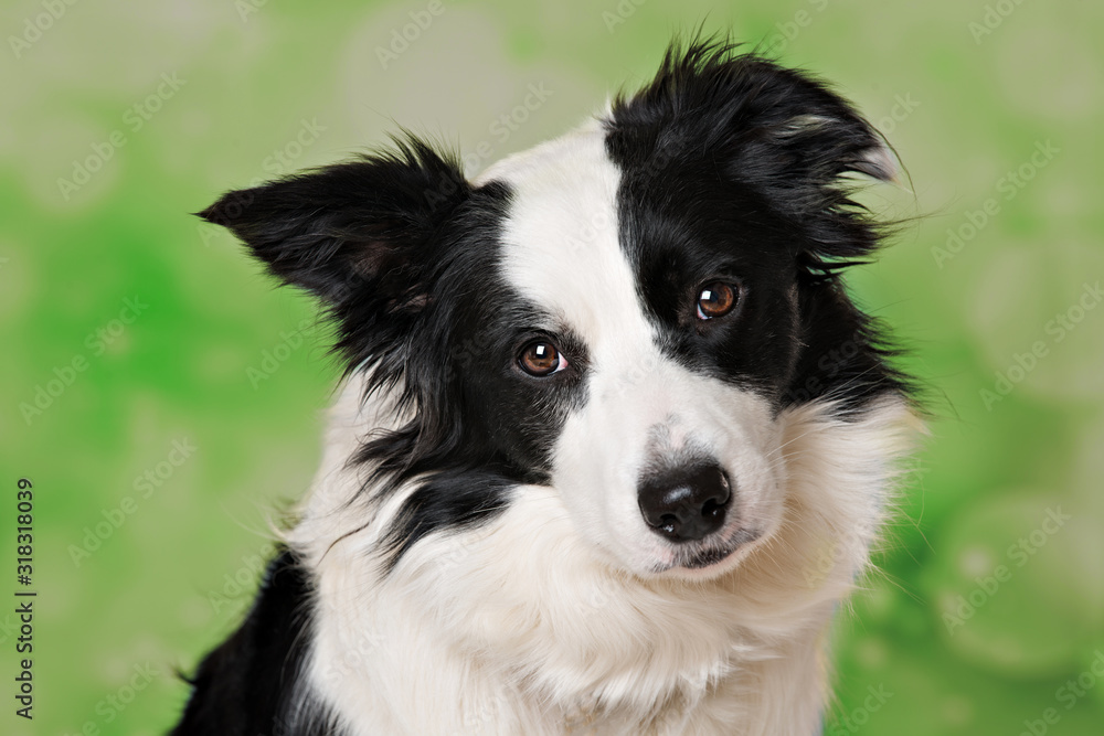 Portrait of a border collie dog on green background