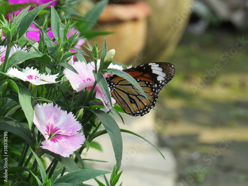 Monarch butterfly on a pink  flower