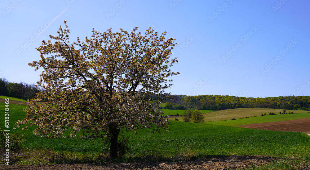 Fototapeta premium tree in a field