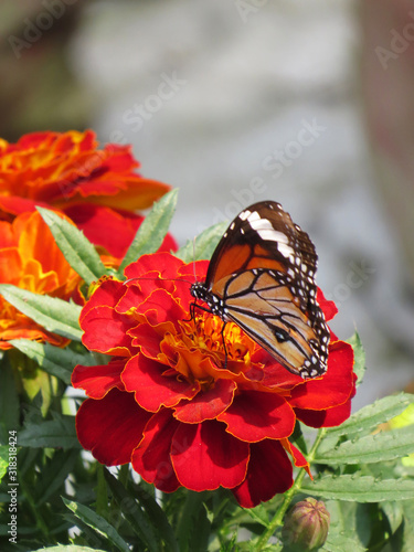 Monarch butterfly on a red  flower