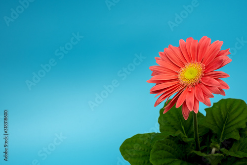 part of a gerbera plant  Asteraceae  flower head and leaves