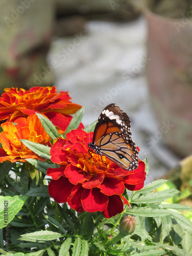 Monarch butterfly on a red  nature flower
