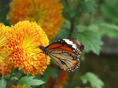 Monarch butterfly on a yellow  flower