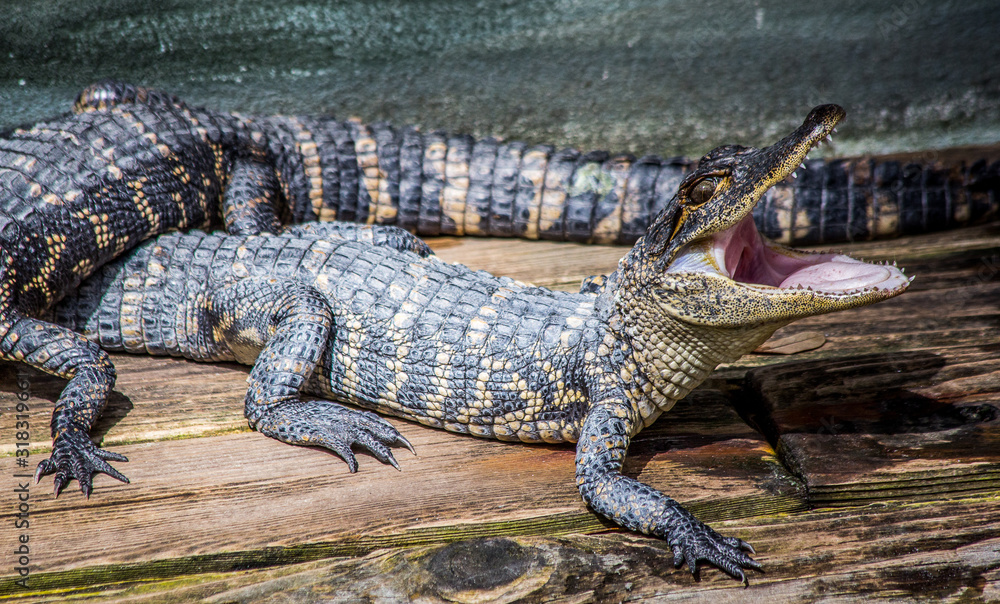 Young alligator Young alligator