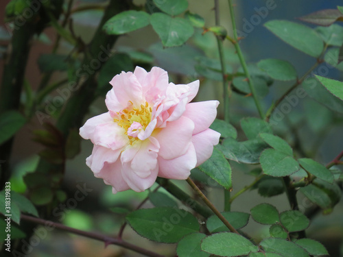 The romantic bright pink rose flower