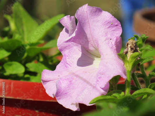 vibrant bloom with crystal clear details