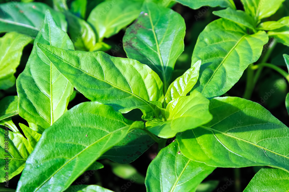 Closeup of young pepper plant leaves growing Closeup of young pepper plant leaves growing