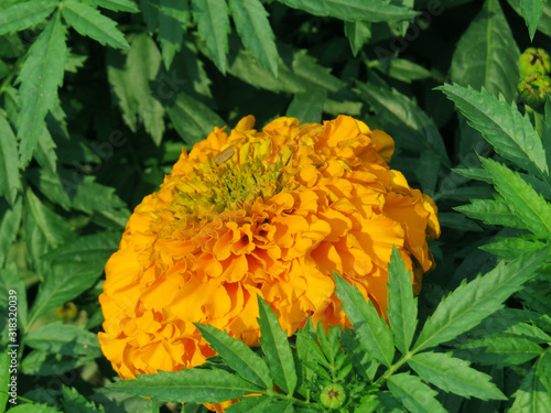 Yellow flower in green flower leaf