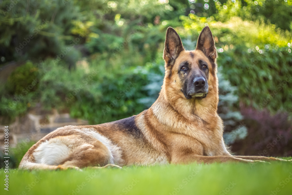 dog on grass