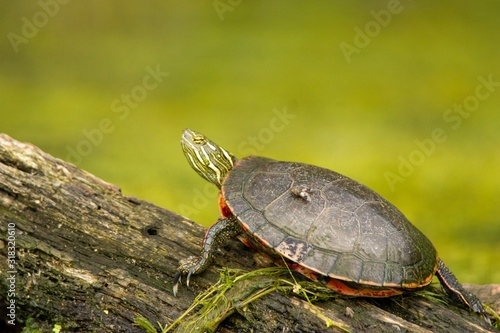 Fly on Turtle