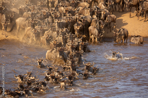 Wildebeests rush to cross Mara river, Kenya