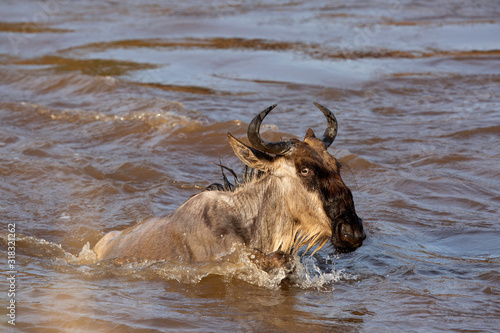 Closeup of a Wildebeest crossing Mara river  Kenya