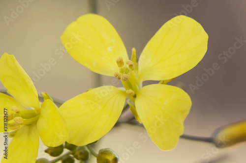 Diplotaxis virgata wall-rocket a very common plant since the end of winter in the fields of Andalusia where it acts as a weed photo