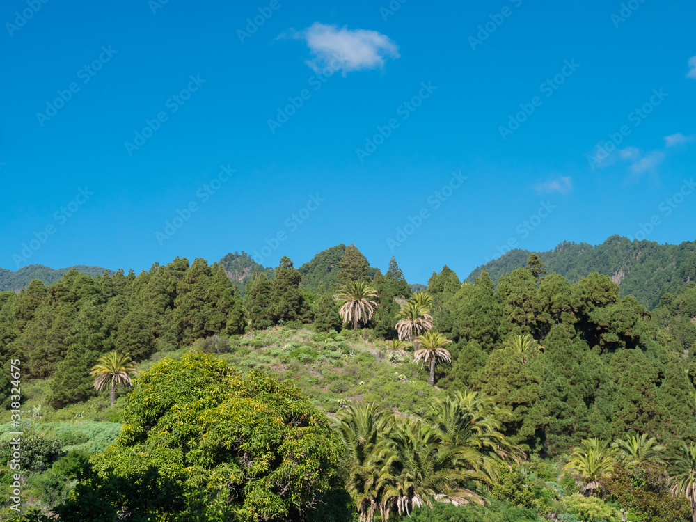 Lush green hills with subtropical vegetation, palm and pine trees. Beautiful mountain landscape around village Las Nieves at sunny winter day, blue sky background. La Palma, Canary Island, Spain
