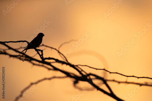 Silhouette of a house sparrow perched on acacia tree at Hamala, Bahrain