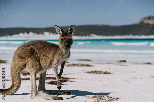 Beautiful kangaroo standing alone on a white sand beach