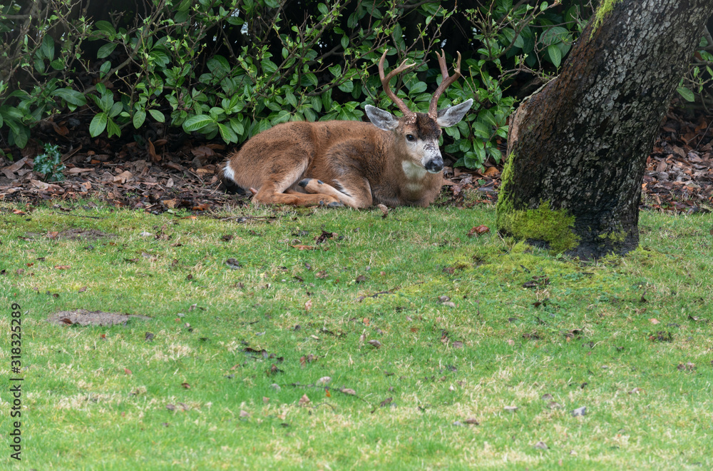 Landscape of a male deer resting on a grassy yard Landscape of a male deer resting on a grassy yard