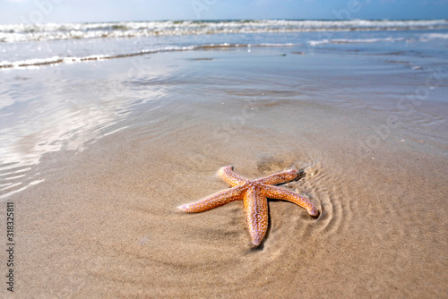 Lebender Seestern am Strand photo