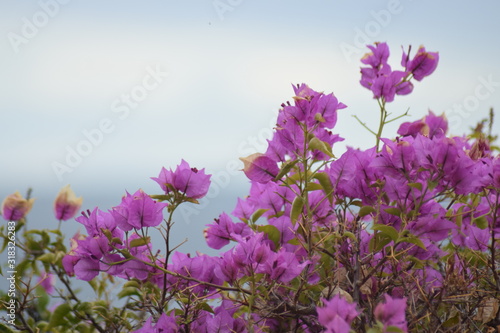 Close-up of purple bougainvillea flowers with a blurred sea view background. Concept of spring