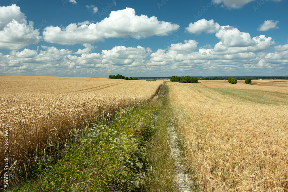 Dirt road overgrown with grass through fields with grain and white clouds on a blue sky in Staw, Poland